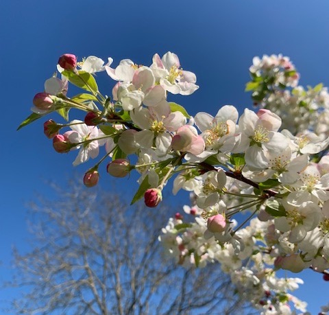 Cherry Blossom Vinegar Journal
