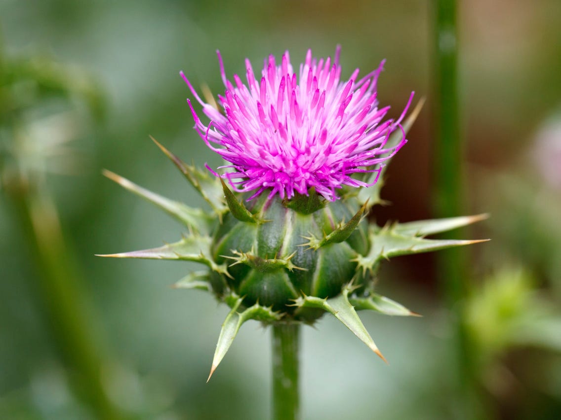 Burns Night with Local and Wild